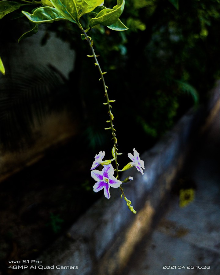 my click