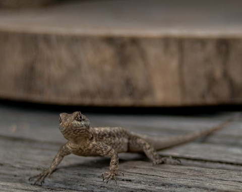 обои gecko, amphibians