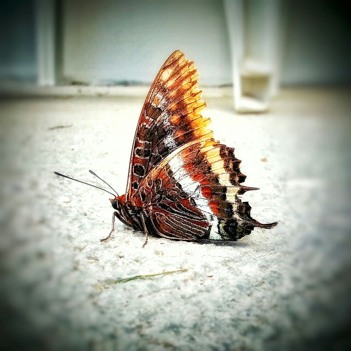 Farfalla