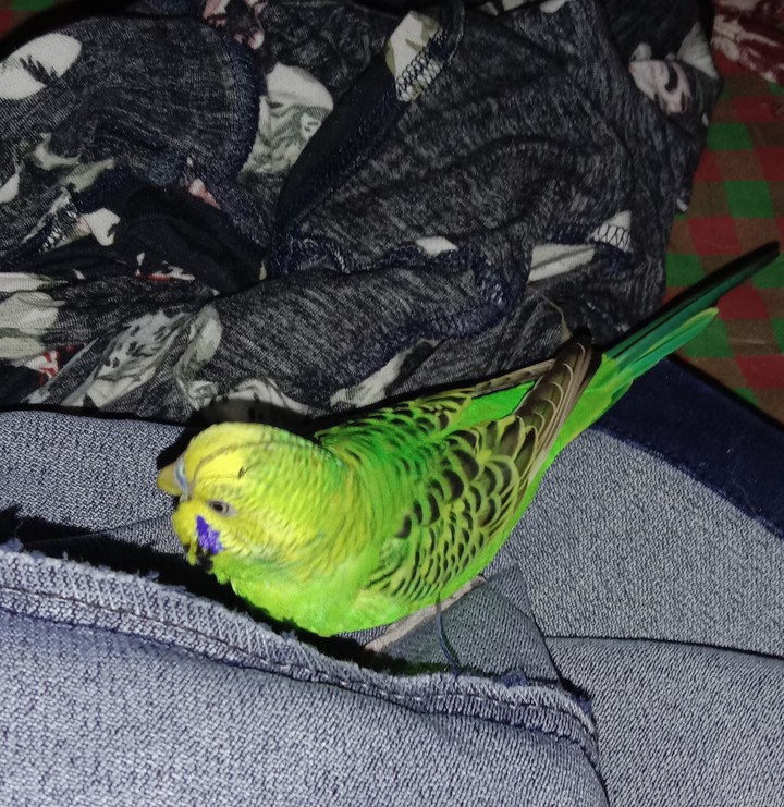 Beautiful Budgie