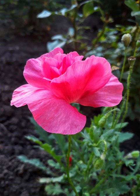 Poppy