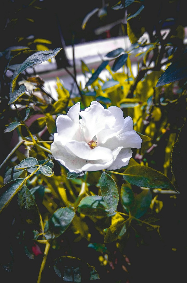 white rose
