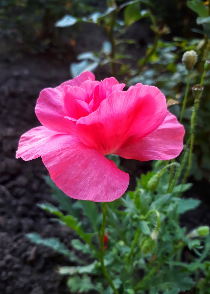 Poppy