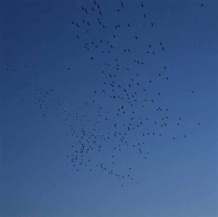 birds
