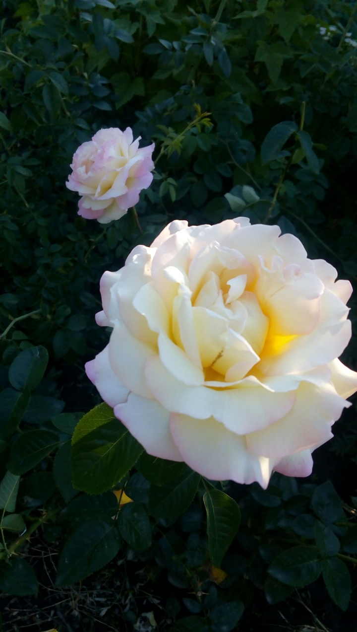 roses
