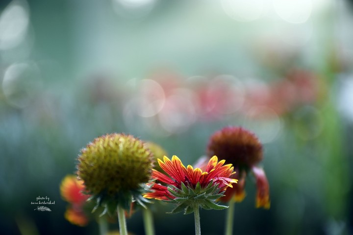 beautiful flowers