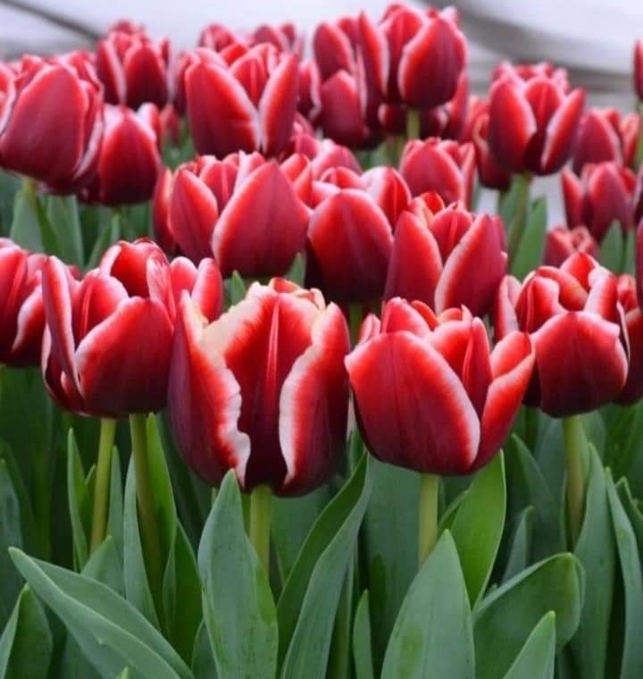 tulips