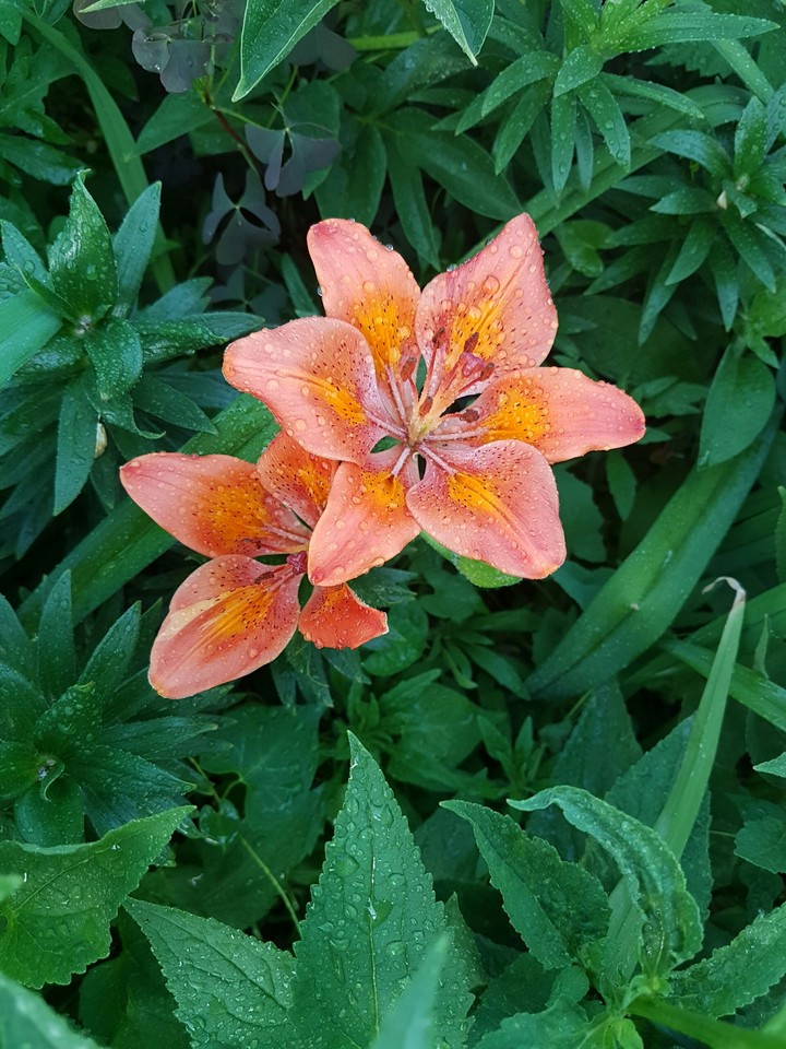 flover