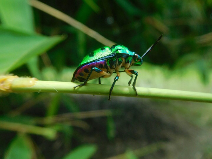 Macro