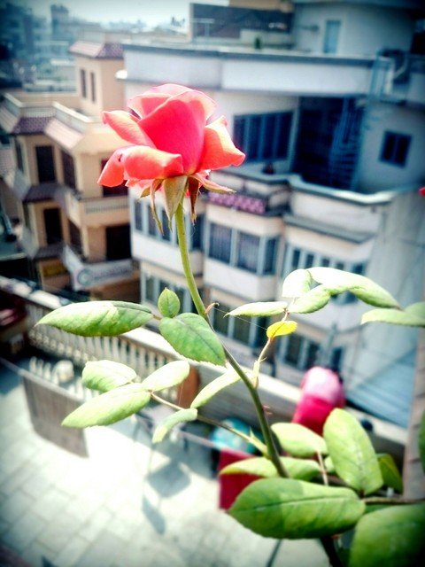 Rose