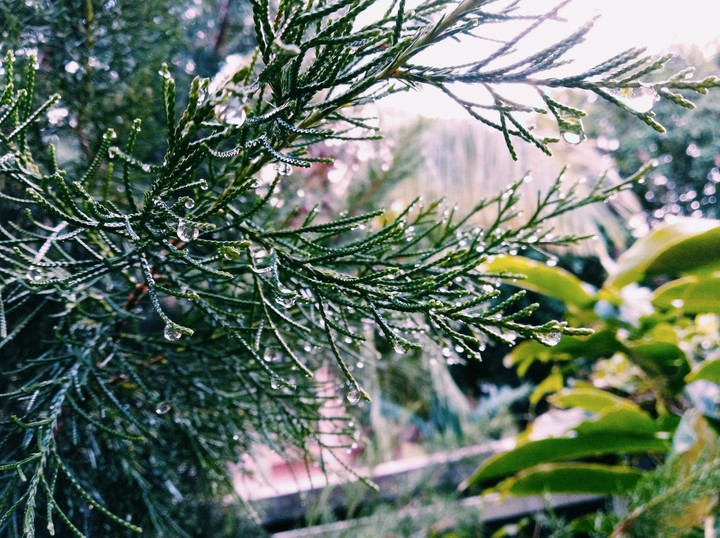 raindrops