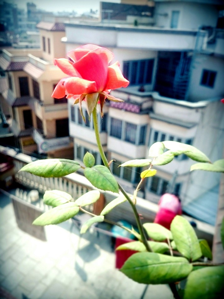 Rose