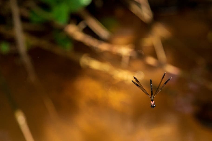 Damsel flying to de-stress