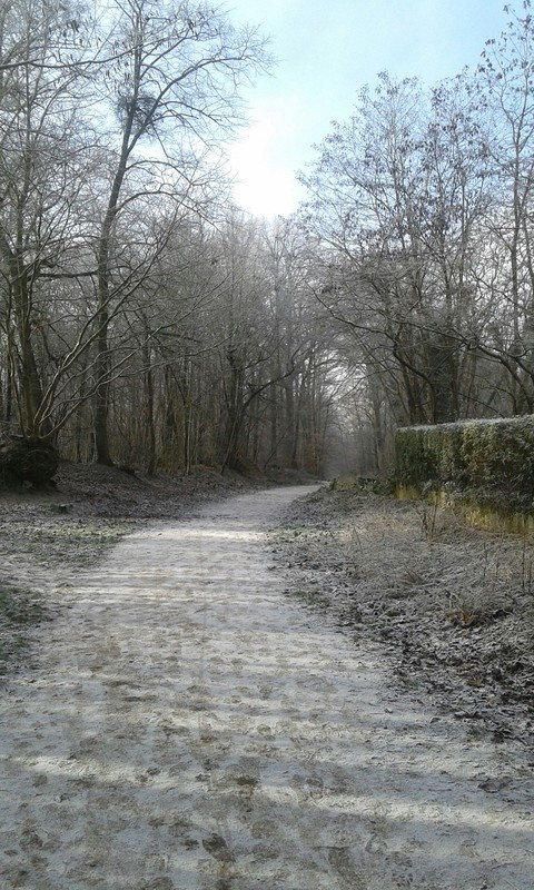The snow's winter