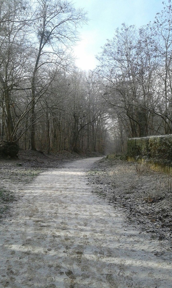 The snow's winter
