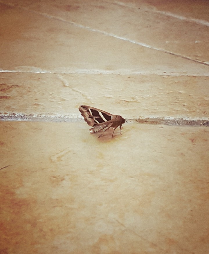 Butterfly on the ground
