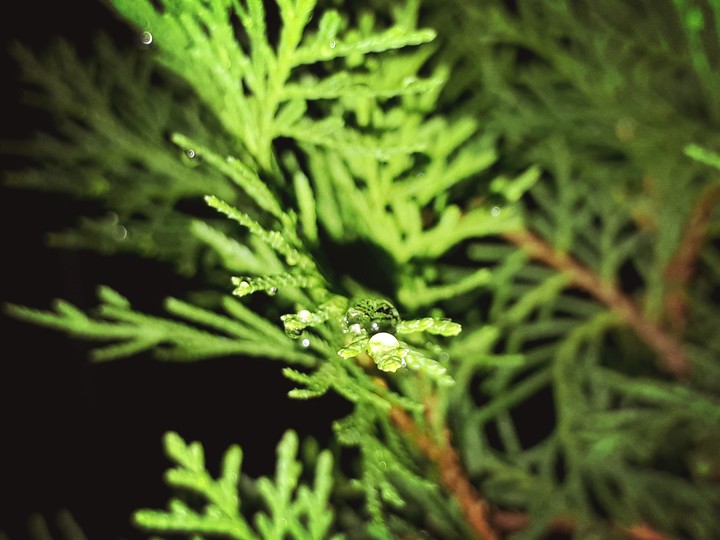 drop