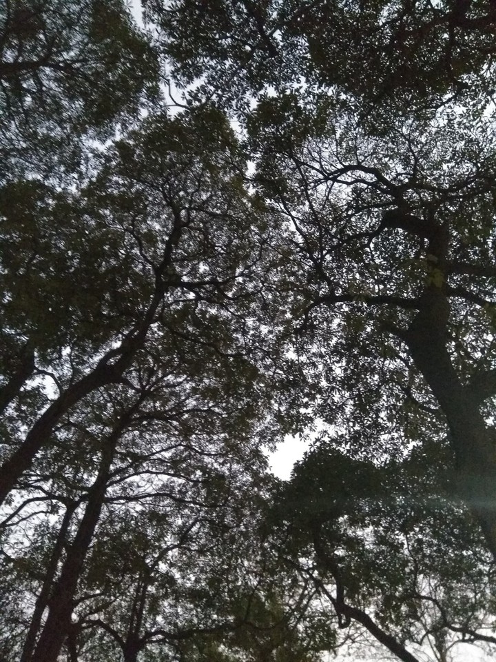 Trees have life!!!!!