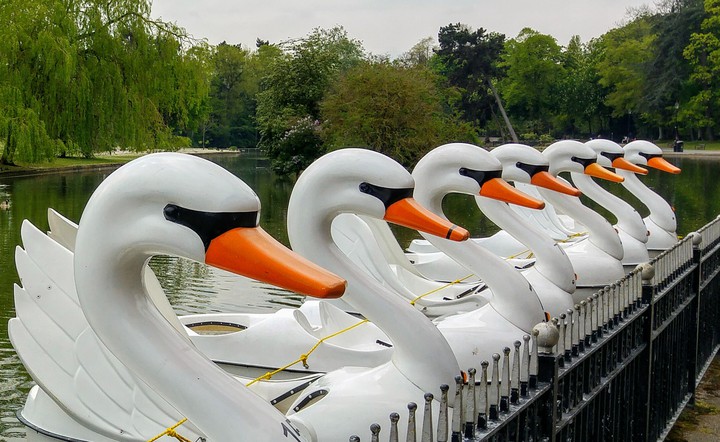 Swan