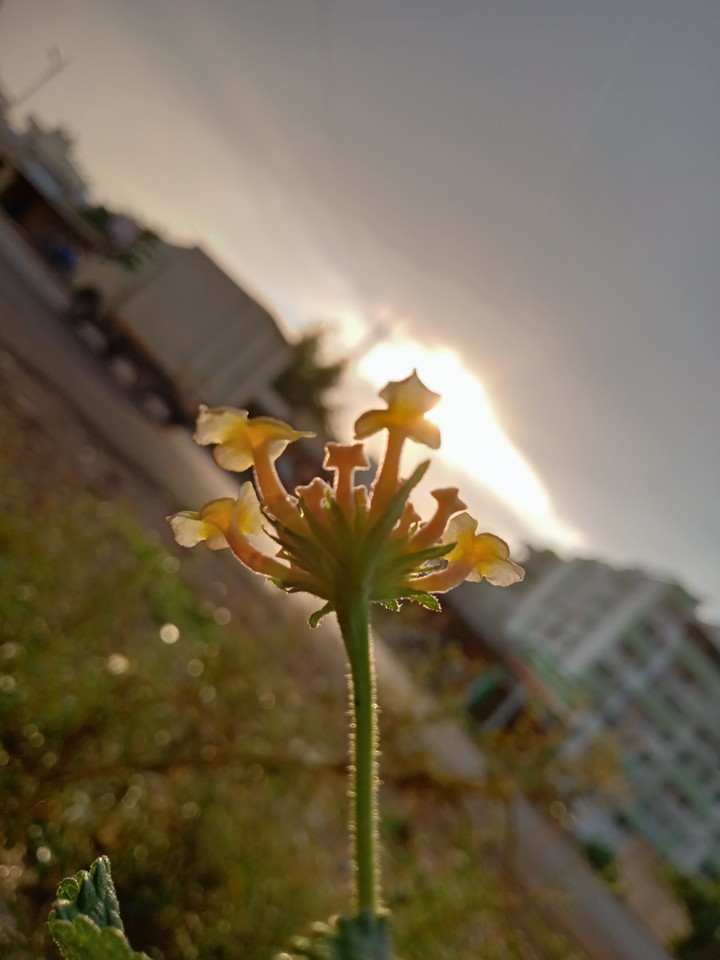 #mobile photography#