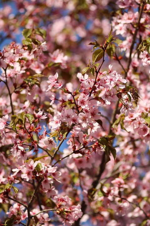 тапети Blossom, twig