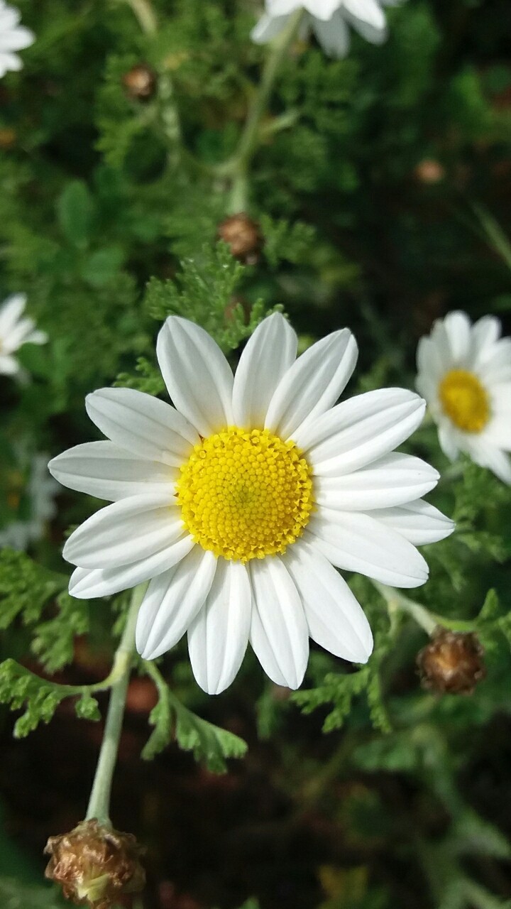 flowers