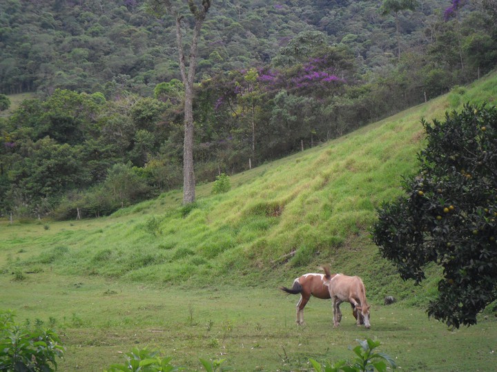 Zona Rural Vargem Alta, Nova Friburgo - RJ