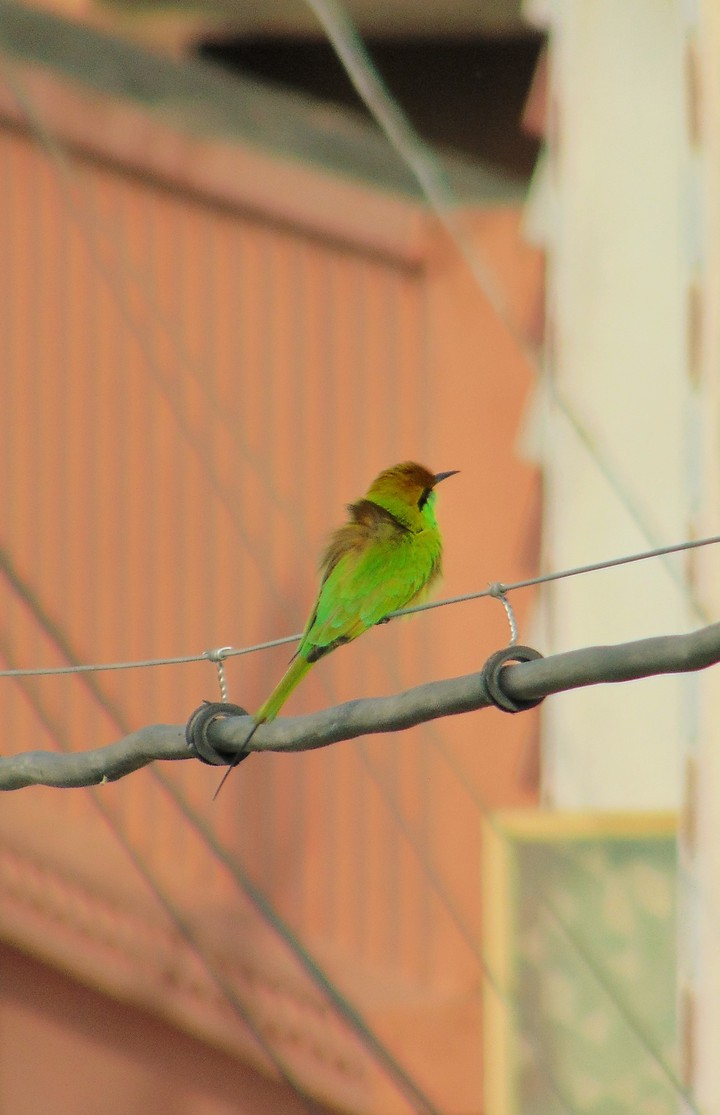 Green Bee Eater