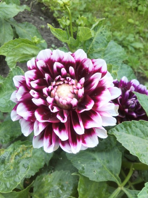 groundcover, dahlia Hintergrundbilder