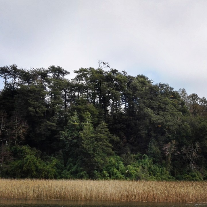 Valdivia