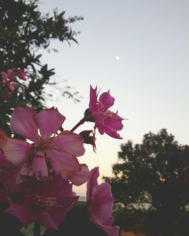 flor/lua