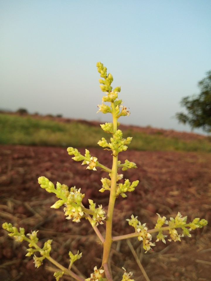 Mango's Flower