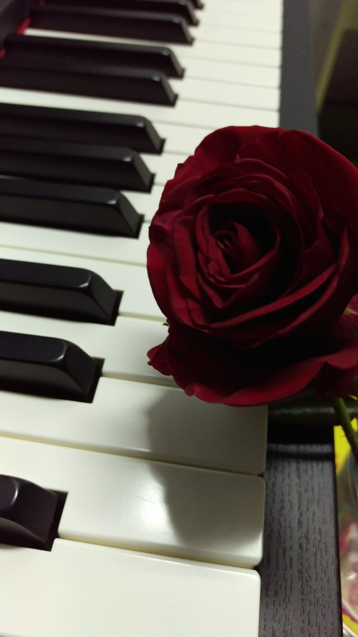 Piano&Rose
