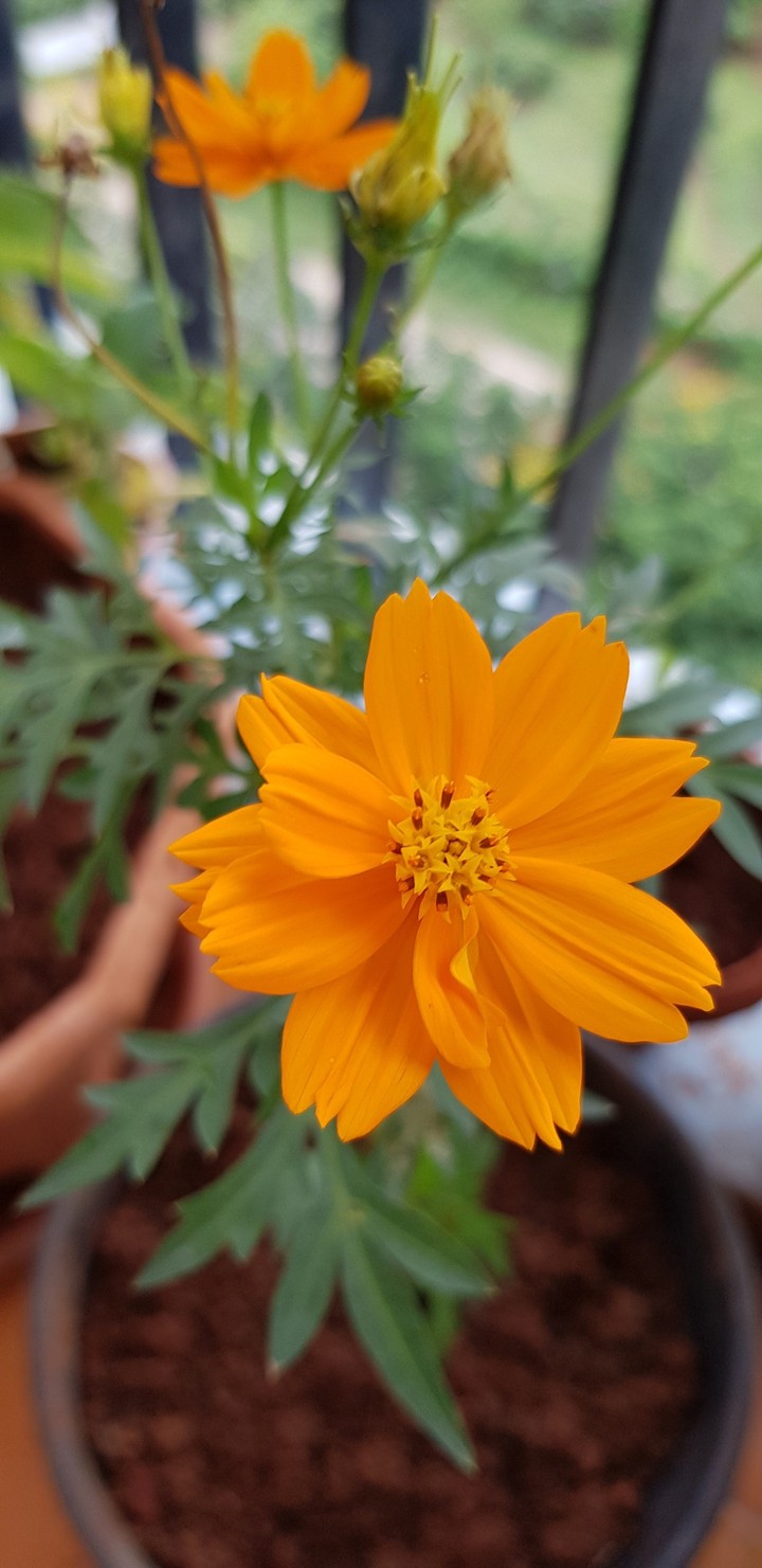 yellow flower