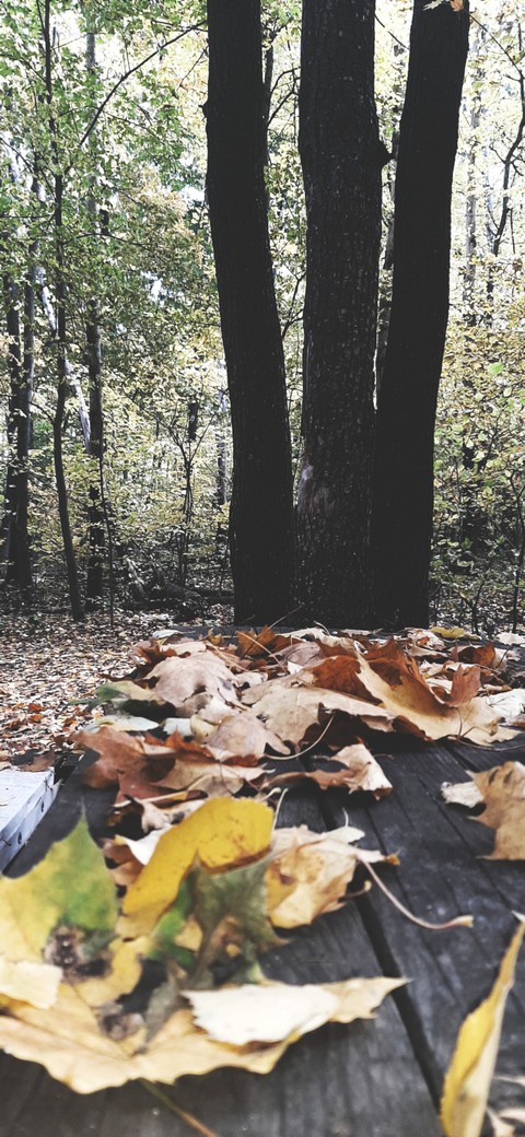 обои листья, autumn