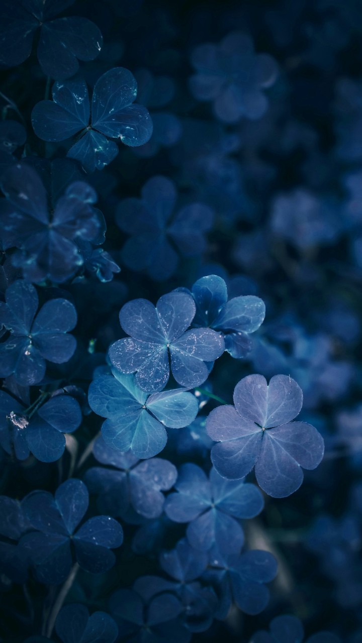 blue