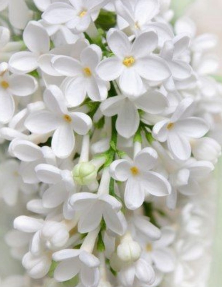 Сирень