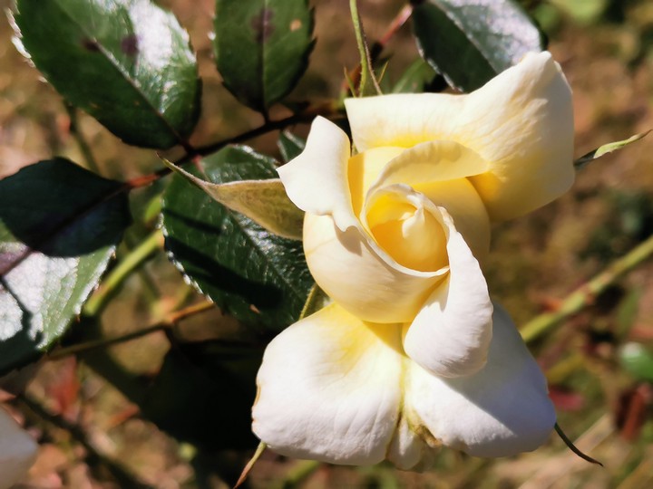 - new flower -