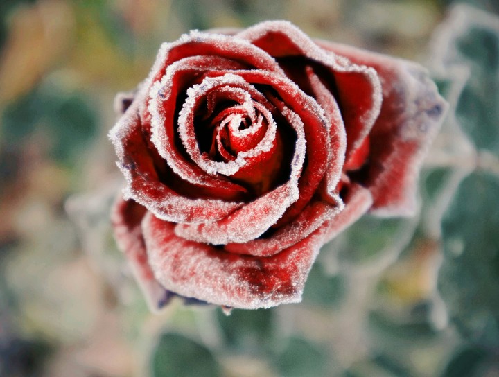 Frosty rose