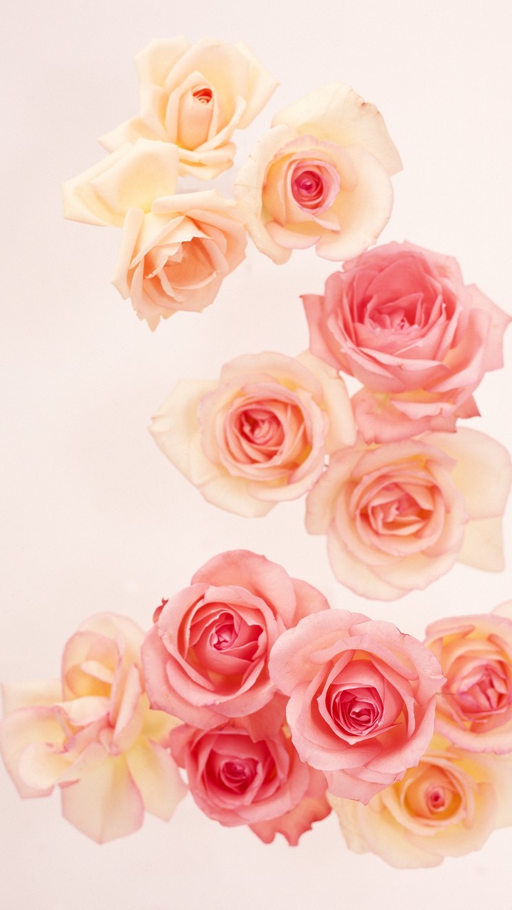 Rose way