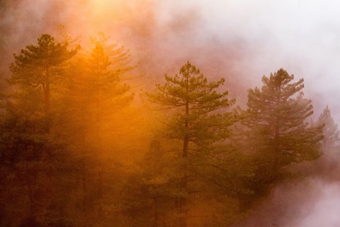 fonds d'écran forest, morning