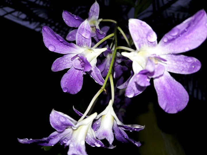 orchid