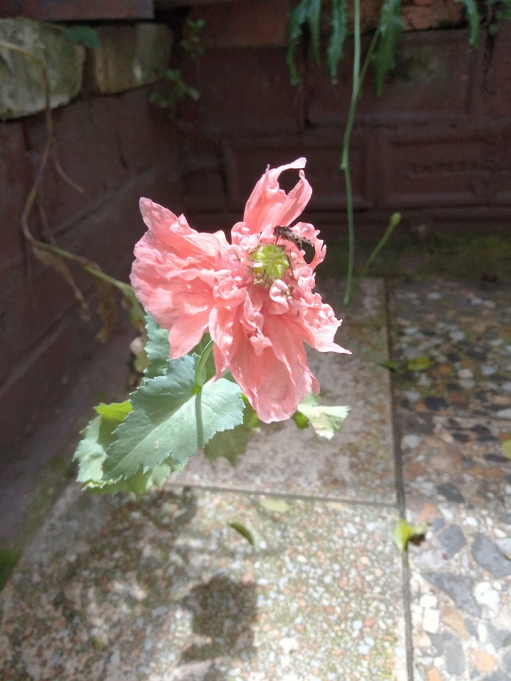 Amapola rosada