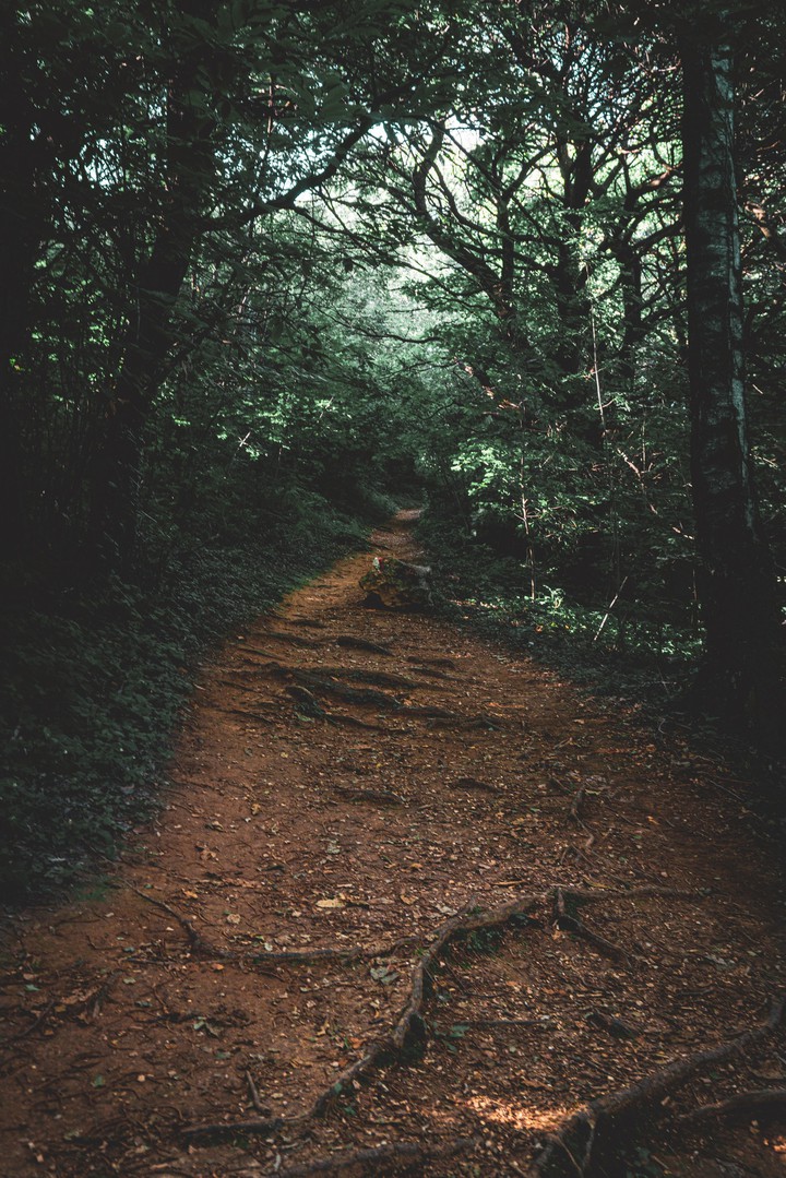 forest