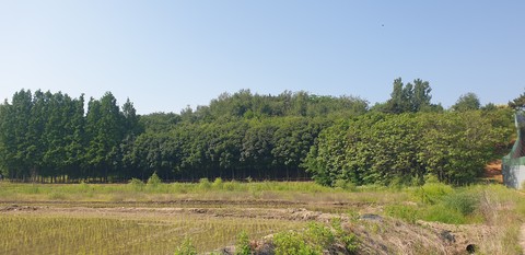 Green, Grass, Nature