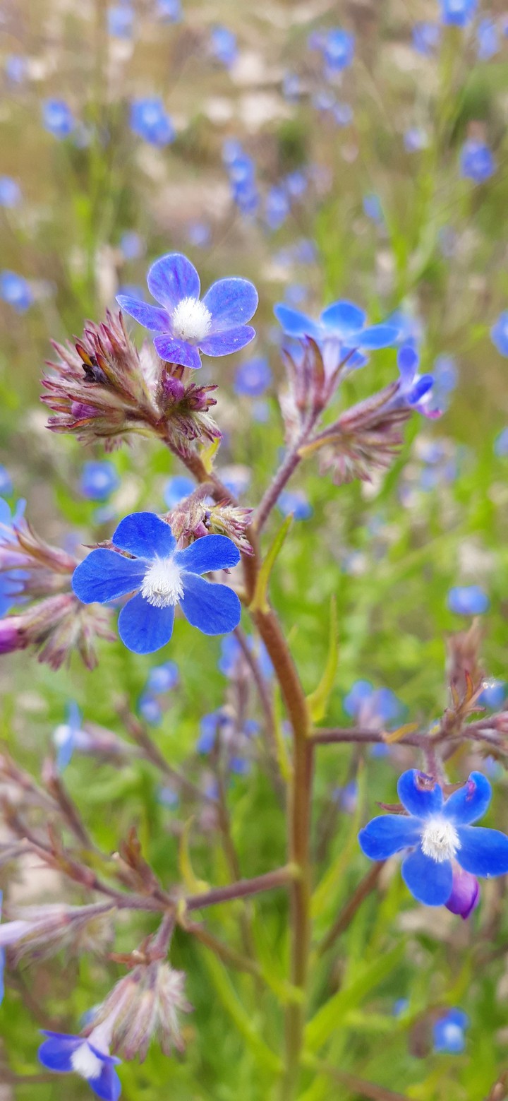 beautiful flower