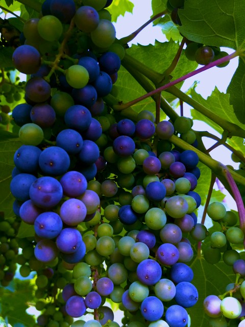 sfondi damson, vitis
