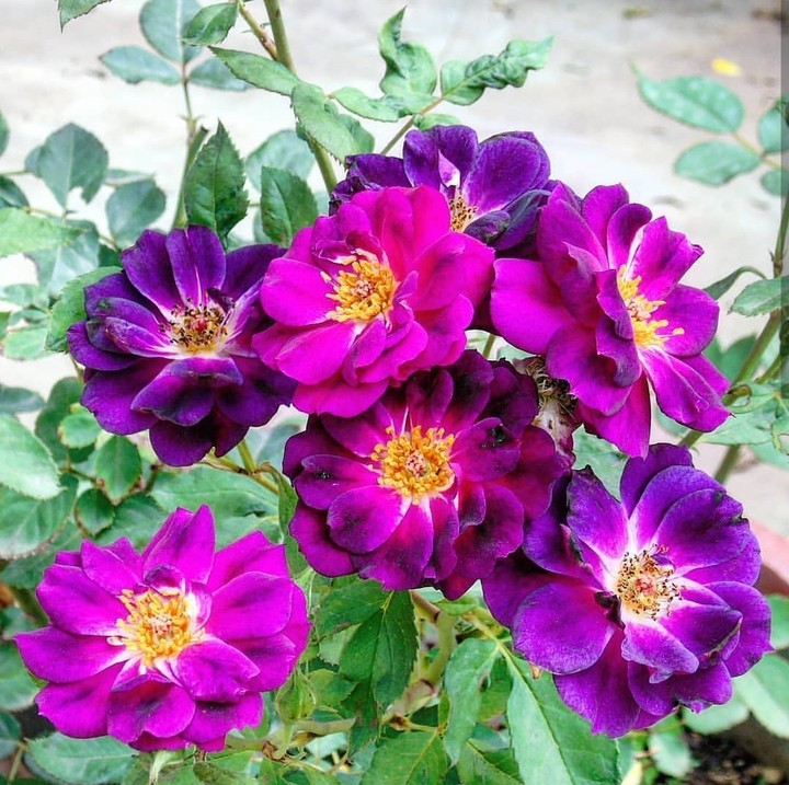 Roses