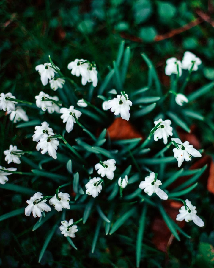 Snowdrops
