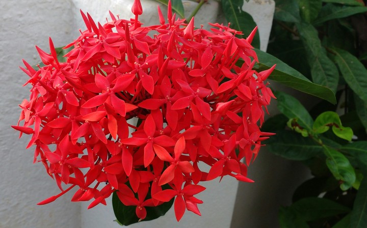 Red Ixora
